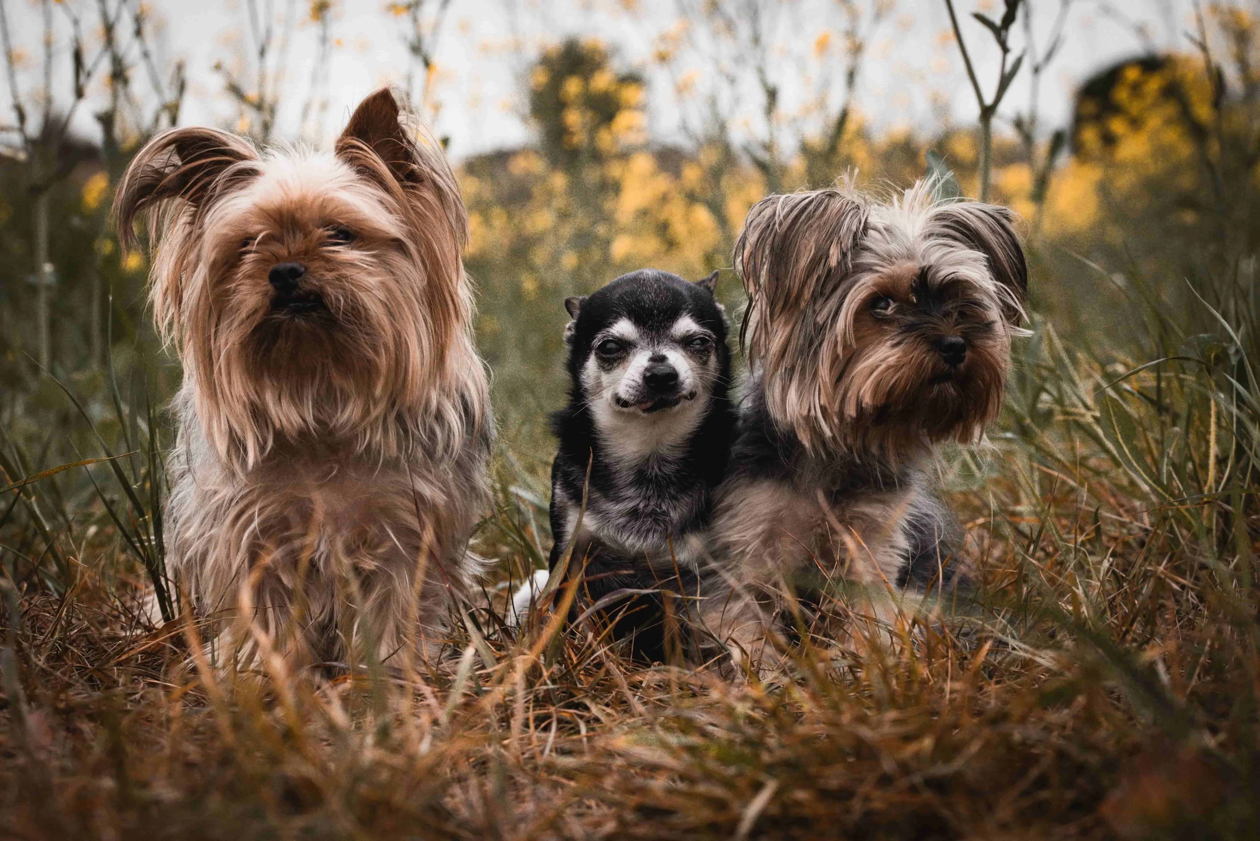 photographe animaux mauguio
