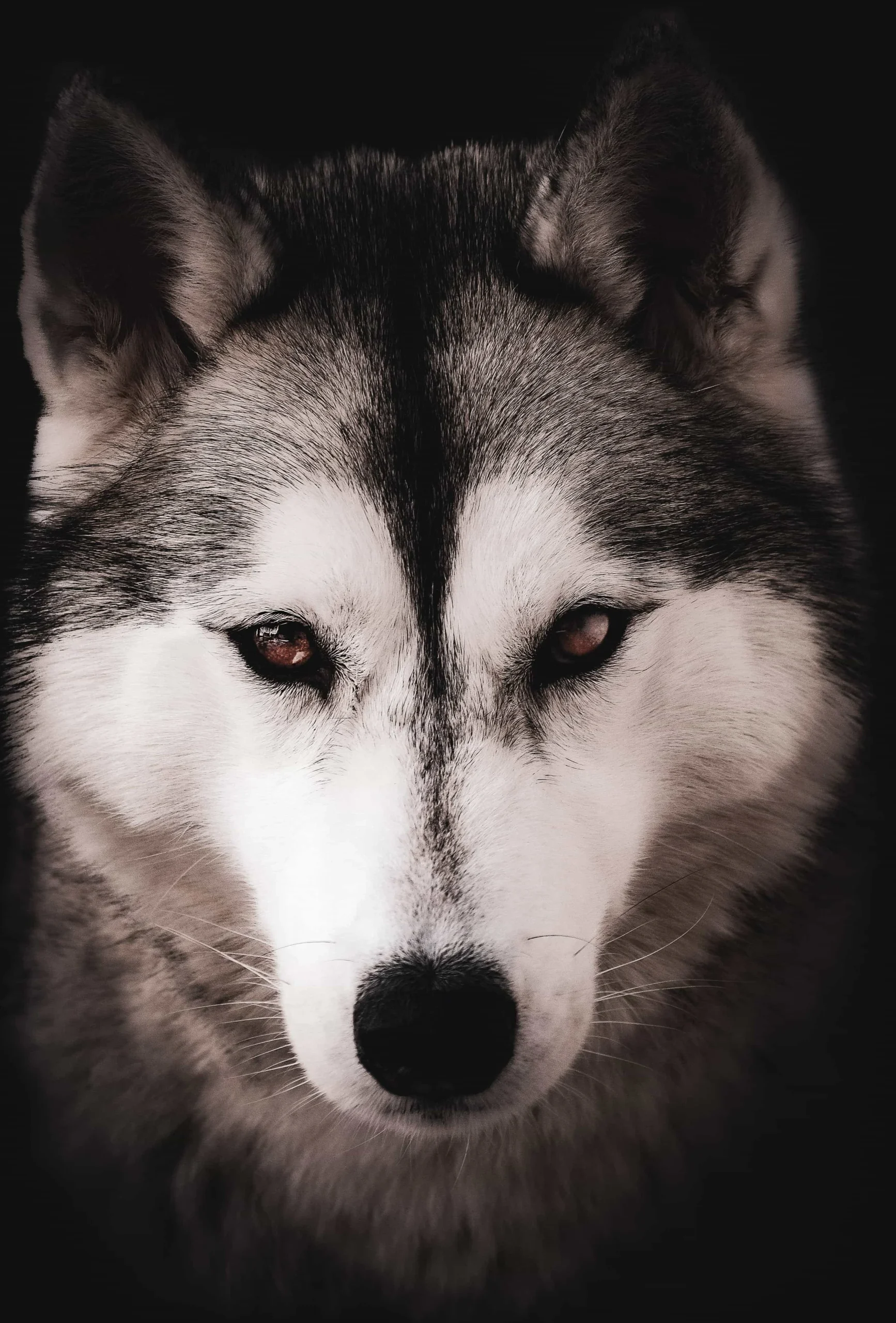 photographe pro animaux mauguio